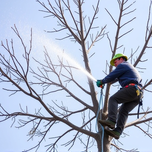 tree trimming