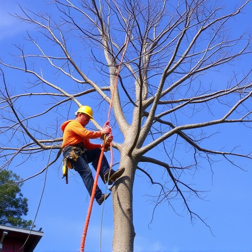 tree trimming