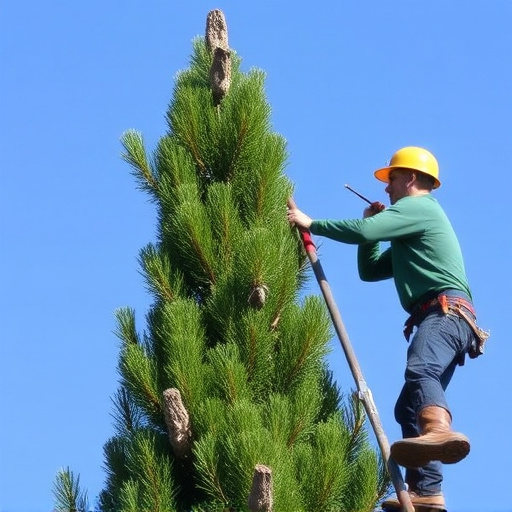 tree trimming