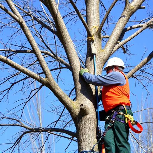 tree trimming