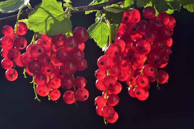 fruit vinegars