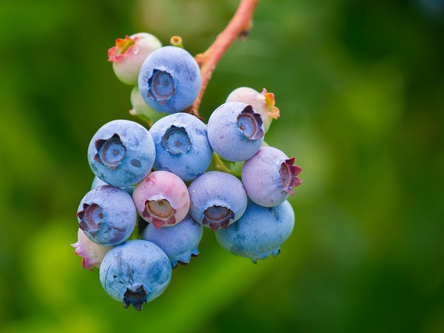 fruit vinegars