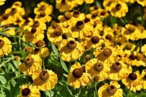 english-gardens-640x480-43558593.jpeg