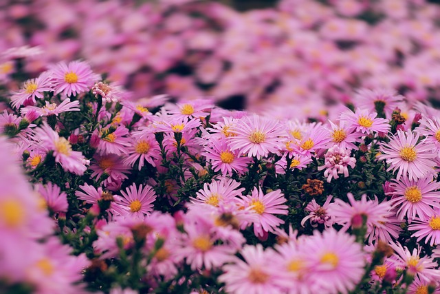 english-gardens-640x480-73821826.jpeg