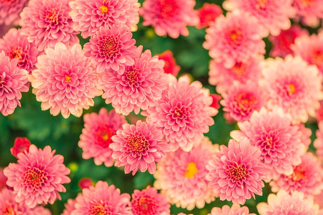 english-gardens-640x480-78080784.jpeg
