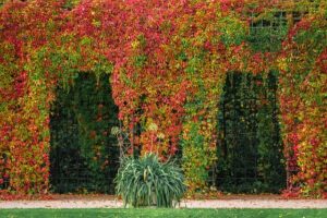 pergolas-pergola-640x480-2475471.jpeg