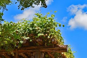 pergolas-pergola-640x480-62762326.jpeg
