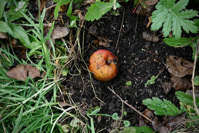 composting, compost, vermiculture