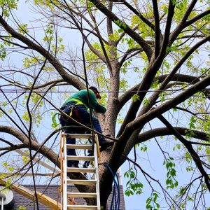 arborist-640x480-4745861.jpeg