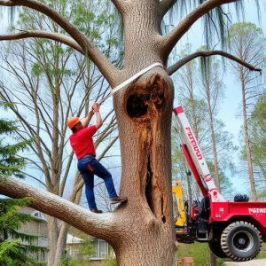 tree-removal-640x480-12543479.jpeg