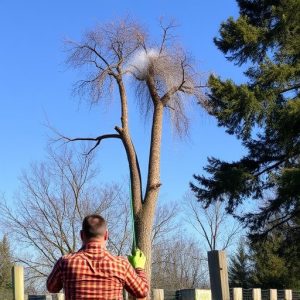 tree-removal-640x480-30772367.jpeg