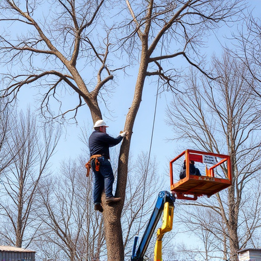 tree removal