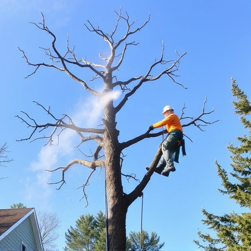 tree removal