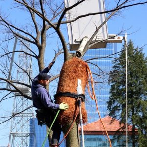 tree-removal-640x480-92747315.jpeg