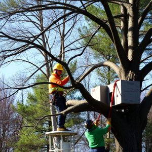 tree-services-640x480-28503070.jpeg