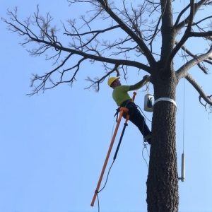 tree-services-640x480-39681275.jpeg