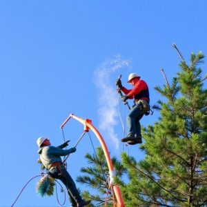 tree-services-640x480-6017879.jpeg