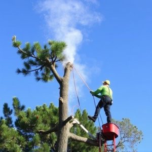 tree-services-640x480-80858711.jpeg