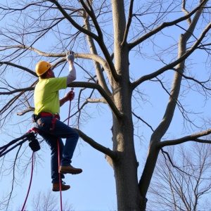 tree-trimming-640x480-55382486.jpeg