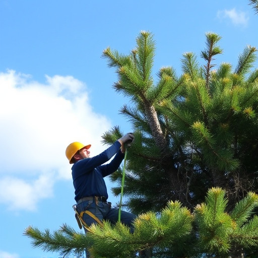 tree-trimming-640x480-65089341.jpeg