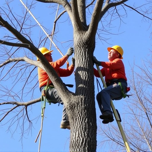 tree-trimming-640x480-93287632.jpeg