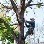 Portland OR Arborist: Expert Tree Bracing for Healthy Trees