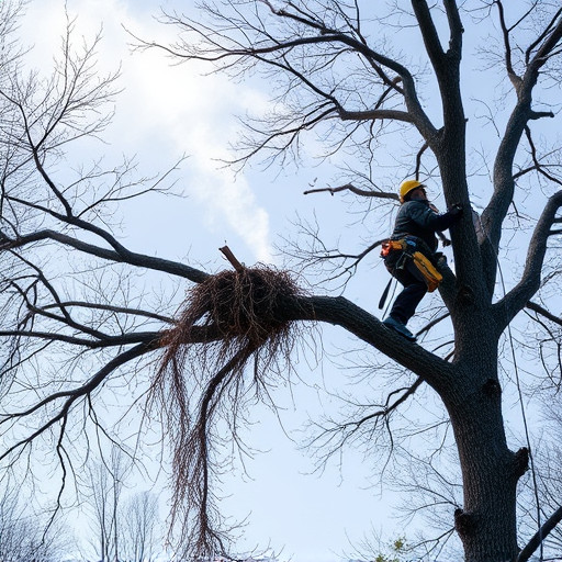 tree-removal-640x480-1317513.jpeg