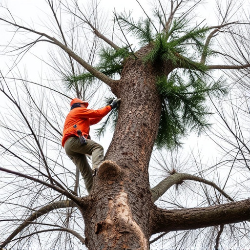 tree removal