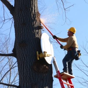 tree-removal-640x480-30880698.jpeg