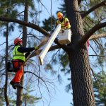 Vancouver WA Tree Removal: Expert Guidance for Safe and Informed Decisions