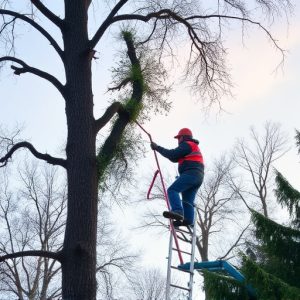 tree-removal-640x480-8129568.jpeg