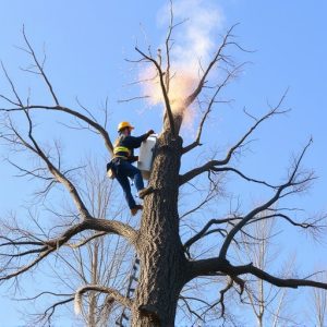 tree-removal-640x480-86327182.jpeg