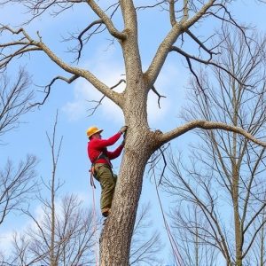 tree-removal-640x480-88394355.jpeg