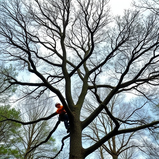 tree services