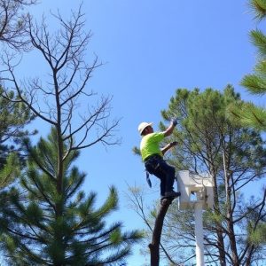 tree-services-640x480-28510955.jpeg