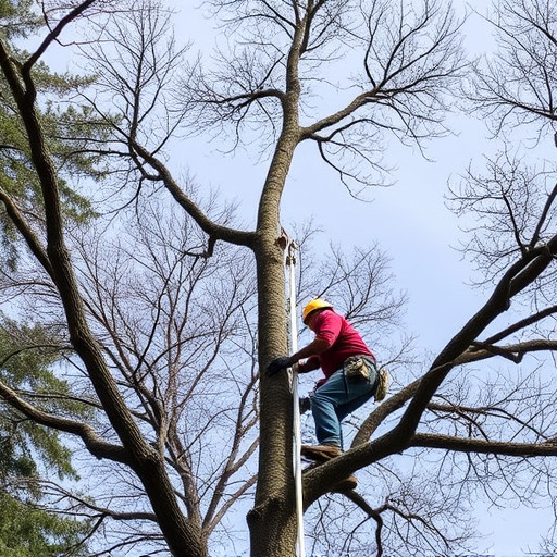 tree services