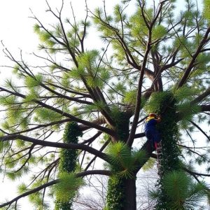 tree-services-640x480-49006036.jpeg