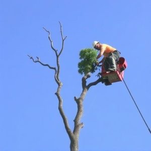 tree-services-640x480-59831183.jpeg