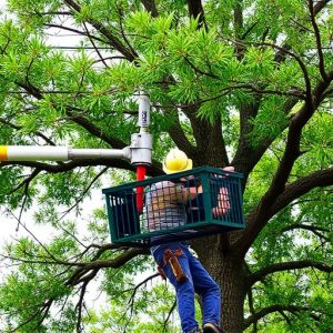 tree-services-640x480-61195463.jpeg