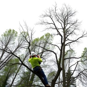 tree-services-640x480-76680436.jpeg