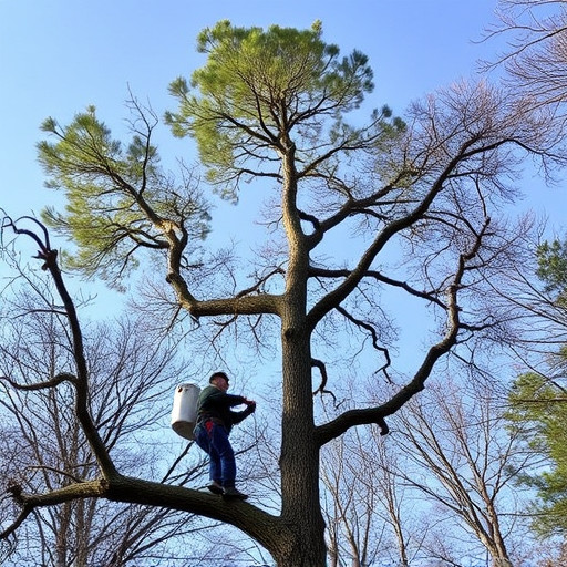 tree services