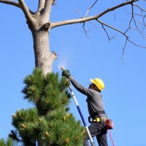 tree-trimming-640x480-25035457.jpeg