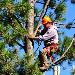 tree-trimming-640x480-3228407.jpeg