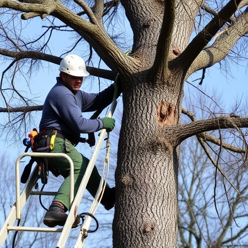 tree trimming