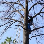 Vancouver WA Tree Trimming: Best Practices, Care, and Common Species