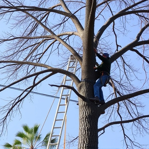 tree-trimming-640x480-43226720.jpeg