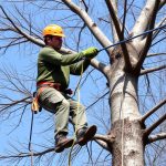 Portland OR Tree Trimming: Fence Line Care for Healthy Trees