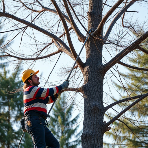 tree trimming