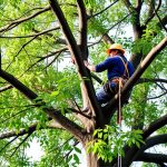 Sustainable Tree Care: Vancouver WA Arborist’s Guide to Eco-Friendly Practices