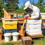 Emergency Supplies: Essential Gear for Beekeepers and Disaster Preparedness